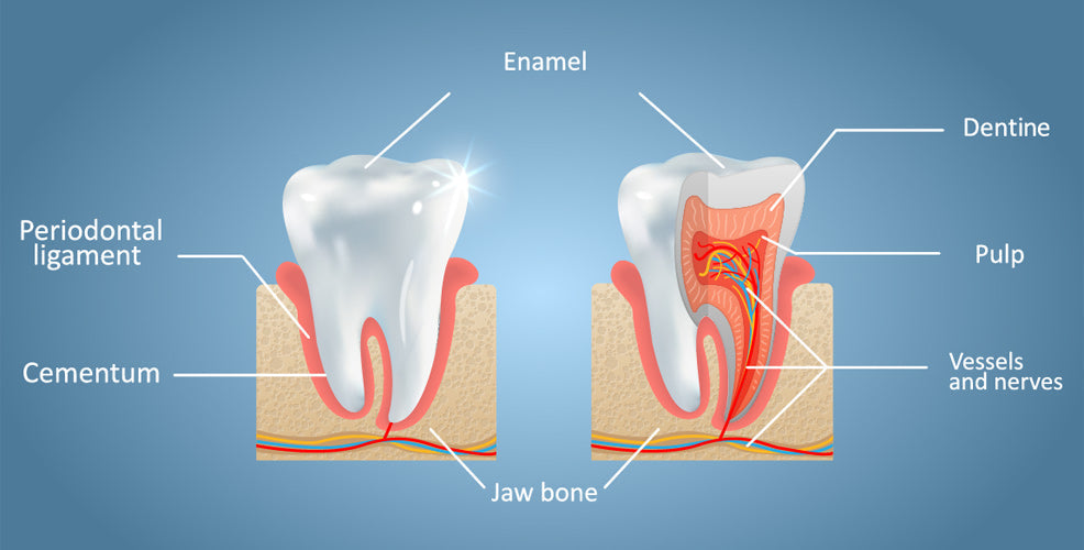 Best Toothpaste for Enamel Repair: Can You Really Regrow Your Teeth?